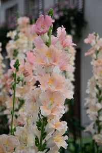 P1050543-reduced.jpg