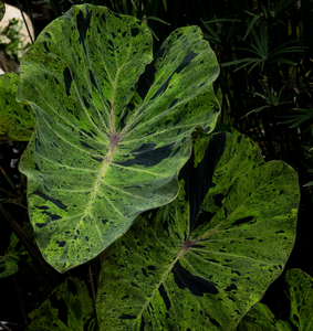 P1050655-reduced.jpg