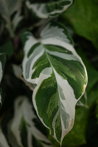 P1060619-reduced.jpg
